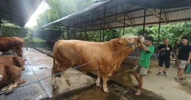 Peternak Madiun Ketiban Rezeki, Sapi Presiden dan Bupati Dipesan dari Kandangnya