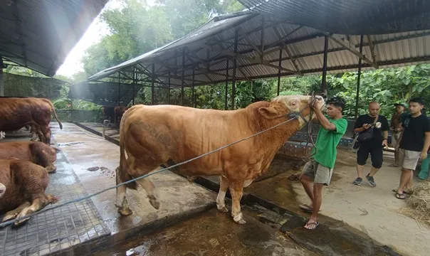 Peternak Madiun Ketiban Rezeki, Sapi Presiden dan Bupati Dipesan dari Kandangnya