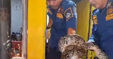 Kucing Mengeong Histeris di Gresik, Warga Temukan Ular Piton 3 Meter Mengintai di Dekat Tembok