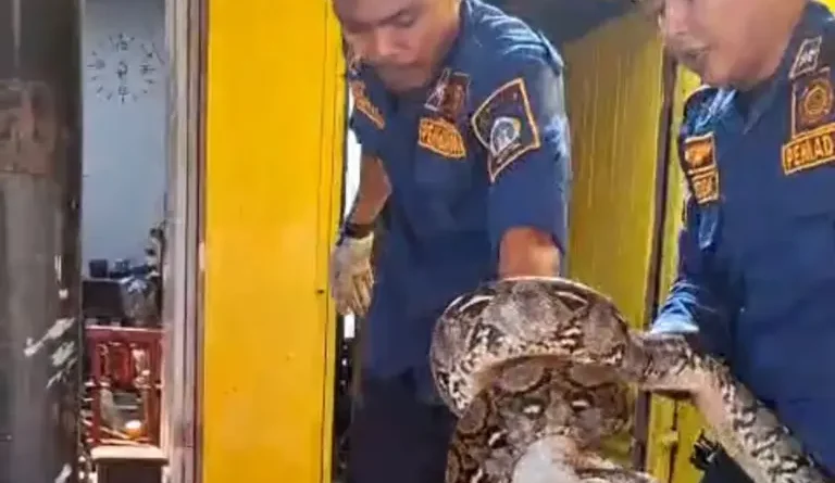 Kucing Mengeong Histeris di Gresik, Warga Temukan Ular Piton 3 Meter Mengintai di Dekat Tembok