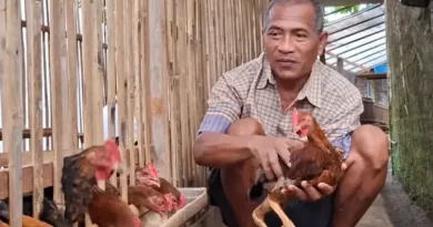 Budidaya Ayam Sengkuni di Pekarangan Sempit, Warga Ponorogo Raup Omzet Ratusan Ribu Per Ekor