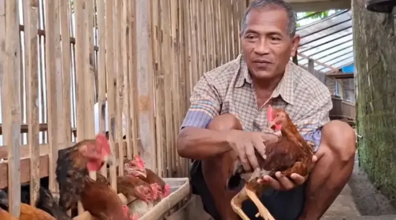 Budidaya Ayam Sengkuni di Pekarangan Sempit, Warga Ponorogo Raup Omzet Ratusan Ribu Per Ekor
