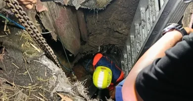 Sapi Kurban Jatuh ke Septic Tank di Mojokerto, Lima Jam Evakuasi Berakhir Selamat