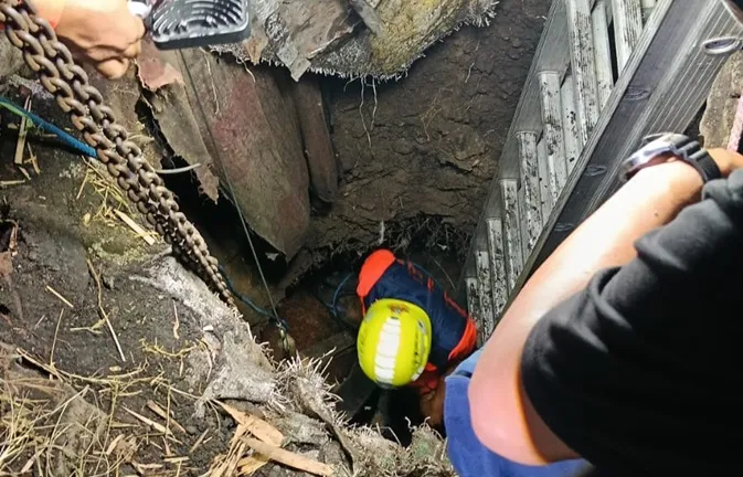 Sapi Kurban Jatuh ke Septic Tank di Mojokerto, Lima Jam Evakuasi Berakhir Selamat