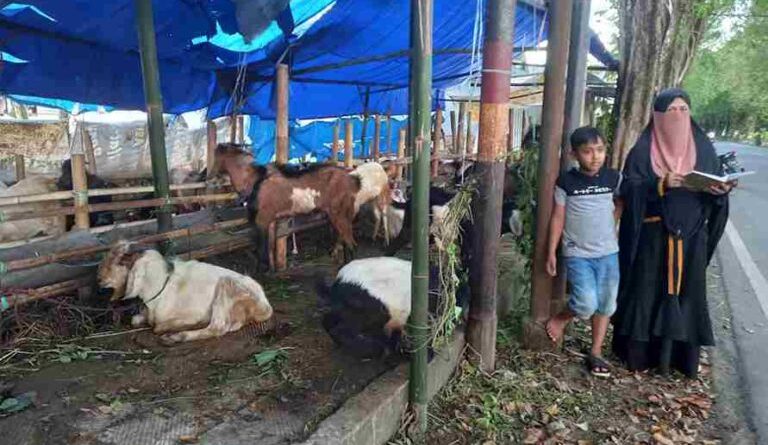 Harga Kambing Kurban di Sumenep Mulai Melonjak Rp500 Ribu hingga Rp1 Juta per Ekor