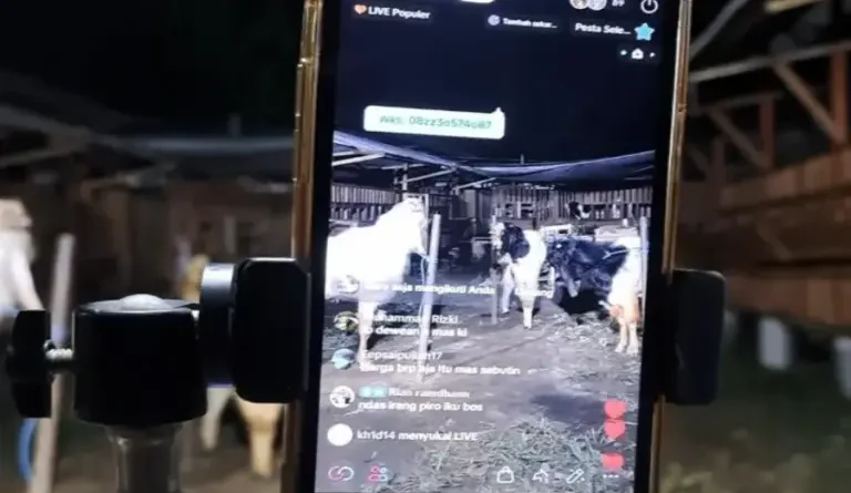 Jualan Kambing Lewat TikTok Live, This is Farm Malang Kebanjiran Order hingga ke Jakarta