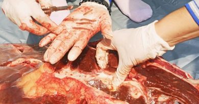 Disnakeswan Tulungagung: Delapan Sapi Kurban Positif Cacing Hati, Tiga Organ Diafkir
