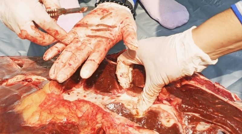 Disnakeswan Tulungagung: Delapan Sapi Kurban Positif Cacing Hati, Tiga Organ Diafkir