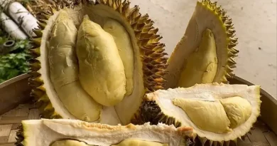 Ini Daftar Risiko Kesehatan Durian yang Enak Tapi Berbahaya Jika Kebanyakan