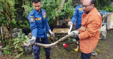 Satu Ekor Ayam Ditelan Ular Piton di Kandang Warga GKB Gresik, Damkar Turun Evakuasi