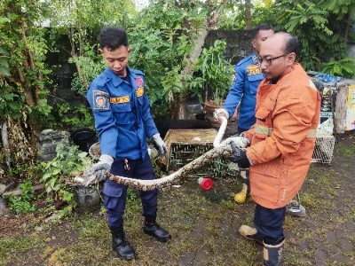 Satu Ekor Ayam Ditelan Ular Piton di Kandang Warga GKB Gresik, Damkar Turun Evakuasi