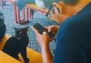 Rayakan HUT ke-733 Surabaya, Pemkot Gelar Sterilisasi Kucing Lokal Gratis untuk 100 Ekor