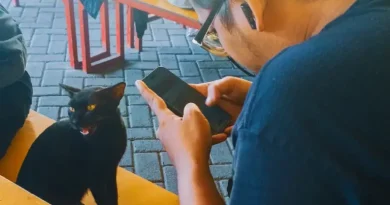 Rayakan HUT ke-733 Surabaya, Pemkot Gelar Sterilisasi Kucing Lokal Gratis untuk 100 Ekor
