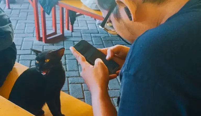 Rayakan HUT ke-733 Surabaya, Pemkot Gelar Sterilisasi Kucing Lokal Gratis untuk 100 Ekor