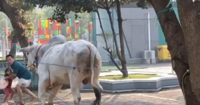 Sapi Kurban Presiden Berat 1,1 Ton Ngamuk di Masjid Al Akbar Surabaya, Seorang Warga Kena Tanduk