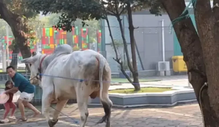 Sapi Kurban Presiden Berat 1,1 Ton Ngamuk di Masjid Al Akbar Surabaya, Seorang Warga Kena Tanduk