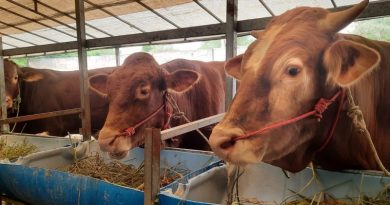 Pemkab Sumenep Perketat Pengawasan Jual Beli Hewan Kurban