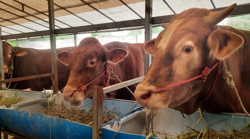 Pemkab Sumenep Perketat Pengawasan Jual Beli Hewan Kurban