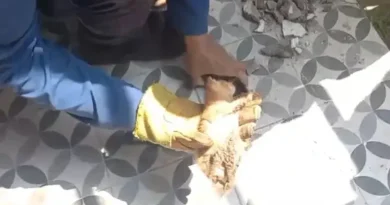 Kucing Terperangkap Berhari hari di Pipa Rumah, Tim Damkar Gresik Dibantu Warga Berhasil Evakuasi