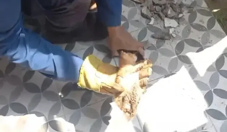 Kucing Terperangkap Berhari hari di Pipa Rumah, Tim Damkar Gresik Dibantu Warga Berhasil Evakuasi