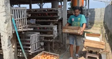 Telur Menumpuk dan Pakan Meroket, 600 Peternak Ayam di Magetan Terancam Gulung Tikar