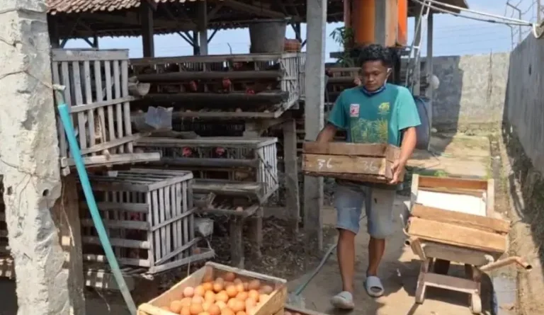 Telur Menumpuk dan Pakan Meroket, 600 Peternak Ayam di Magetan Terancam Gulung Tikar