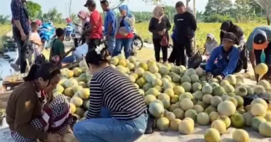 Melon Mojokerto Laris via TikTok, Pembeli Serbu Kebun di Kalipuro