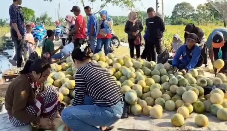 Melon Mojokerto Laris via TikTok, Pembeli Serbu Kebun di Kalipuro