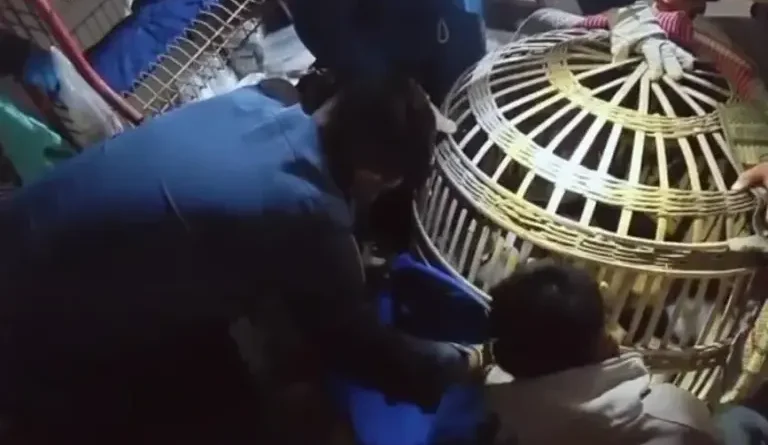 Monyet Peliharaan Kabur dan Serang Lansia 77 Tahun serta Pemuda di Bareng Jombang